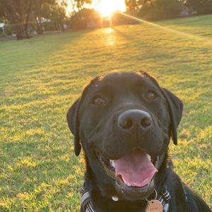 Meet your Posher, Sophie